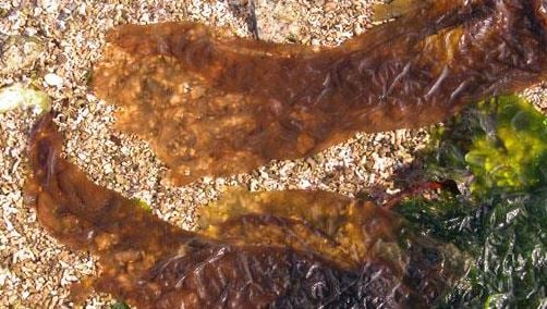 red seaweed